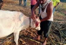 कुसडगाव येथे जनावरावर वन्यप्राण्याचा हल्ला