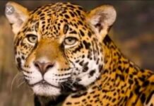 पारगाव येथे बिबट्याच्या दुसर्या हल्ल्यात महीलेचा मृत्यू