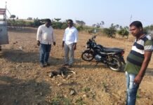 खांडवी येथे मृतावस्थेत आढळला लांडगा