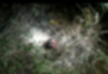 करमाळा तालुक्यातील अंजनडोह येथे बिबट्याने घेतला दुसरा बळी