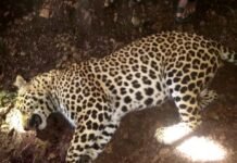 करमाळा तालुक्यात तीन बळी घेणाऱ्या बिबट्याला केले ठार