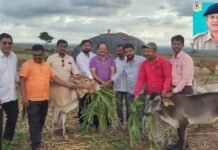 शहीद जवान यांच्या स्मरणार्थ गाईंना चारा वाटप.