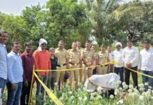 बांधखडक येथे कांद्याच्या शेतात अफूची शेती, ६ लाख १८ हजारांचा मुद्देमाल जप्त