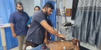 जामखेडचा गुंड सागर मोहळकरवर झाडल्या अज्ञाताने तीन ते चार गोळ्या, गोळीबारात सागर मोहळकर गंभीर जखमी