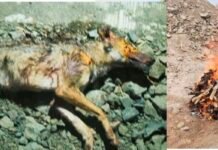 जामखेड बीड रोडवर अज्ञात वहाणाच्या धडकेने कोल्ह्याचा मृत्यू