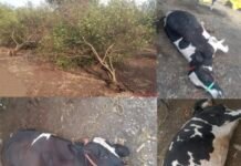 बावी येथे वादळी वाऱ्याचा कहर, तीन गायींचा मृत्यू , फळबागांचे नुकसान