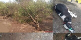 बावी येथे वादळी वाऱ्याचा कहर, तीन गायींचा मृत्यू , फळबागांचे नुकसान