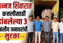 जामखेड तालुक्यातील नान्नज शिवारात कत्तलीसाठी डांबलेल्या ३ गोवंशीय जनावरांची सुटका